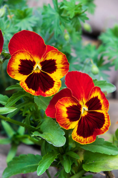 Wittrockiana Blumensamen zur Aussaat sonnenliebend Traditionssorte & ohne Gentechnik Samen Hausgarten