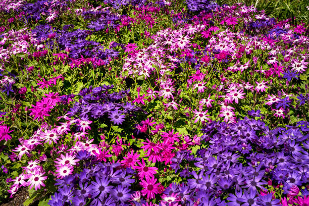 Lila Florists Cineraria Blumensamen zur Aussaat – pflegeleicht – Traditionssorte & ohne Gentechnik Samen Hausgarten