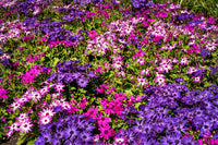 Lila Florists Cineraria Blumensamen zur Aussaat – pflegeleicht – Traditionssorte & ohne Gentechnik Samen Hausgarten