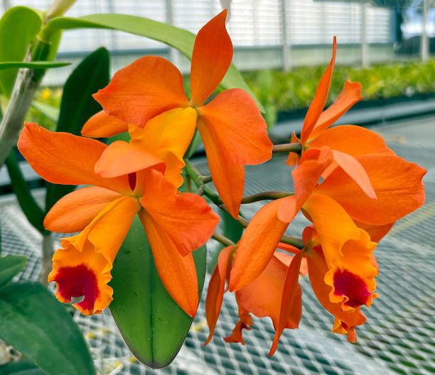 Orange Cattleya Orchidee Samen zur Aussaat Gartenblumen