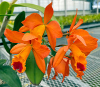 Orange Cattleya Orchidee Samen zur Aussaat Gartenblumen