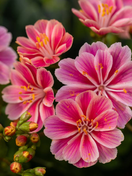 Rosa Lewisia Blumensamen zur Aussaat Schnitt Blume beliebt Traditionssorte & ohne Gentechnik Samen Hausgarten