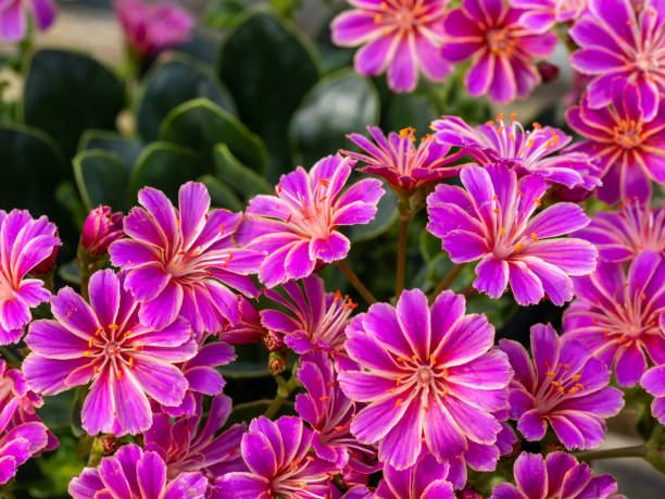Lewisia Rosa Blumensamen zur Aussaat – farbenfroh mehrjährige Blüten