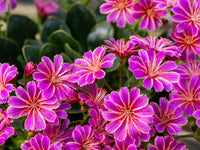 Lewisia Rosa Blumensamen zur Aussaat – farbenfroh mehrjährige Blüten
