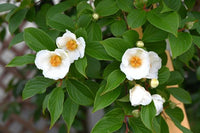 Weiß Stewartia Blumensamen zur Aussaat – duftend Blüten – Traditionssorte & ohne Gentechnik Samen Hausgarten