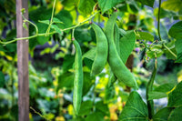 Green Tepary Bean Planting Samen - Gemüse Garden Samen