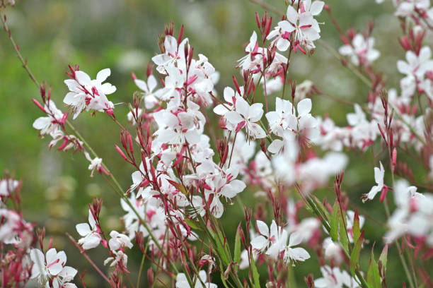 Lindheimeri Blumensamen zur Aussaat – Bestäuber freundlich – Traditionssorte & ohne Gentechnik Samen Hausgarten