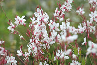 Lindheimeri Blumensamen zur Aussaat – Bestäuber freundlich – Traditionssorte & ohne Gentechnik Samen Hausgarten
