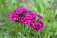 Nelke Blumensamen zur Aussaat robust Sorte Traditionssorte & ohne Gentechnik Samen Hausgarten