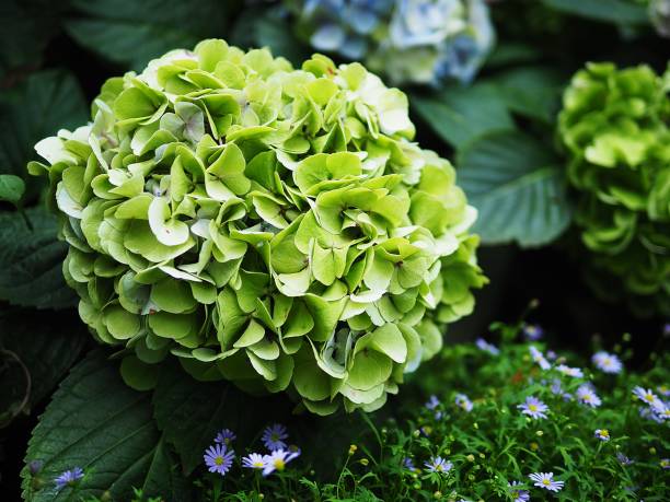 Seaside Serenade Bar Harbor Hortensie Blumensamen zur Aussaat – duftend Blüten – Traditionssorte & ohne Gentechnik Samen Hausgarten