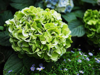 Seaside Serenade Bar Harbor Hortensie Blumensamen zur Aussaat – duftend Blüten – Traditionssorte & ohne Gentechnik Samen Hausgarten
