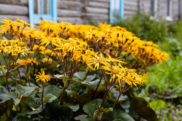 Ligularia Blume Samen zur Aussaat leuchtend Garten Blüten