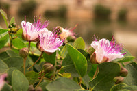 Capparis Spinosa Blumensamen zur Aussaat – mehrjährige Blumensamen Blüten