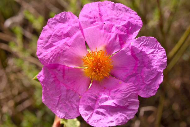 Lila Cistus Blumensamen zur Aussaat – robust Sorte – Traditionssorte & ohne Gentechnik Samen Hausgarten