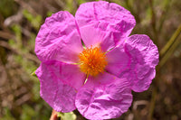 Lila Cistus Blumensamen zur Aussaat – robust Sorte – Traditionssorte & ohne Gentechnik Samen Hausgarten