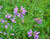 Lila Vetch Blumensamen zur Aussaat – leuchtend Blüten – Traditionssorte & ohne Gentechnik Samen Hausgarten