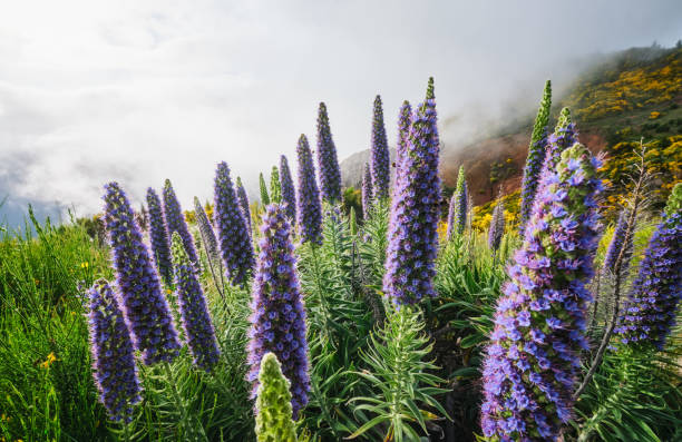 Lila Madeira Blumensamen zur Aussaat Schnitt Blume beliebt Traditionssorte & ohne Gentechnik Samen Hausgarten