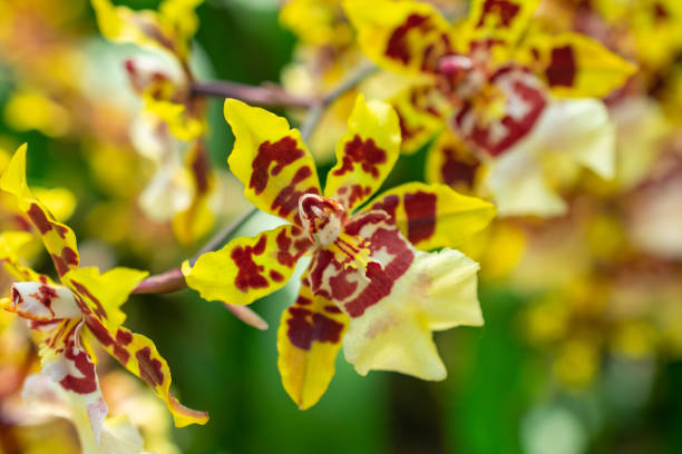 Oncidium Orchidee Blumensamen – Expert Aussaat Tips leuchtend Blüten