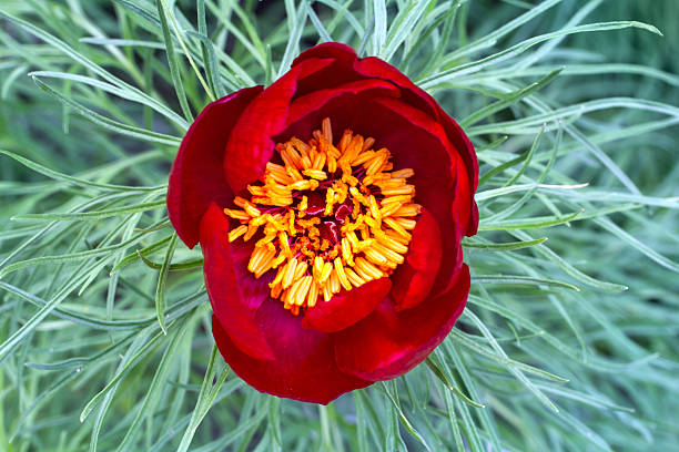 Tenuifolia Blumensamen zur Aussaat saisonal Dauerblüher Traditionssorte & ohne Gentechnik Samen Hausgarten