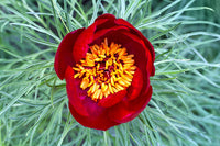 Tenuifolia Blumensamen zur Aussaat saisonal Dauerblüher Traditionssorte & ohne Gentechnik Samen Hausgarten