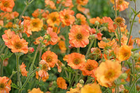Geum Blumensamen zur Aussaat duftend Blüten Traditionssorte & ohne Gentechnik Samen Hausgarten