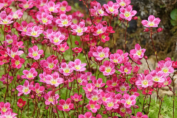 Rosa Saxifraga Blumensamen zur Aussaat farbenfroh Schau Traditionssorte & ohne Gentechnik Samen Hausgarten