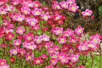 Rosa Saxifraga Blumensamen zur Aussaat farbenfroh Schau Traditionssorte & ohne Gentechnik Samen Hausgarten