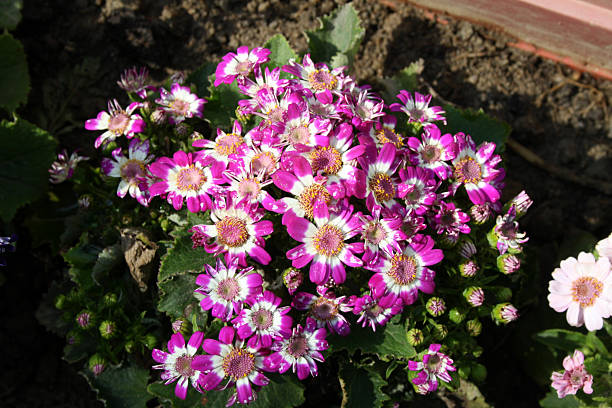 Lila Florists Cineraria Blumensamen zur Aussaat – pflegeleicht – Traditionssorte & ohne Gentechnik Samen Hausgarten