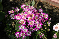 Lila Florists Cineraria Blumensamen zur Aussaat – pflegeleicht – Traditionssorte & ohne Gentechnik Samen Hausgarten