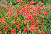 Gemischt Helianthemum Blumensamen zur Aussaat – farbenfroh Schau – Traditionssorte & ohne Gentechnik Samen Hausgarten