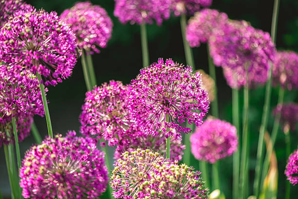 Maritima Blumensamen zur Aussaat leuchtend Blüten Traditionssorte & ohne Gentechnik Samen Hausgarten