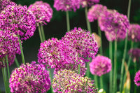 Maritima Blumensamen zur Aussaat leuchtend Blüten Traditionssorte & ohne Gentechnik Samen Hausgarten