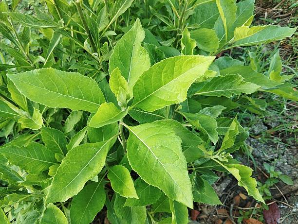 Grün Balsamifera Blumensamen zur Aussaat – Halbschatten verträglich – Traditionssorte & ohne Gentechnik Samen Hausgarten