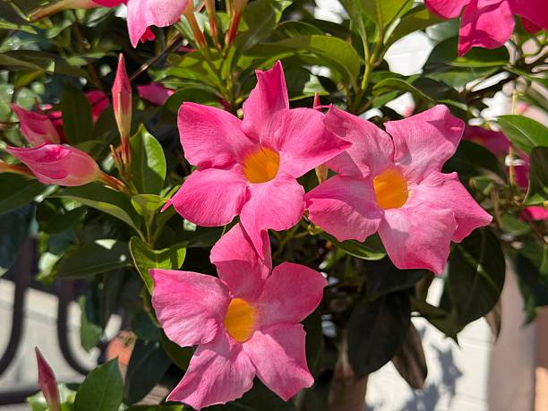 Sanderi Dipladenia Blumensamen zur Aussaat