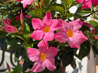 Sanderi Dipladenia Blumensamen zur Aussaat