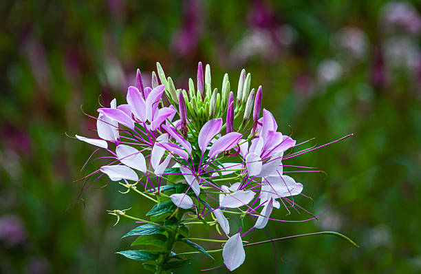 Cleome Blumensamen zur Aussaat ideal Rabatten Traditionssorte & ohne Gentechnik Samen Hausgarten