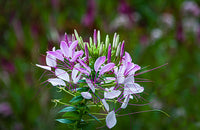 Cleome Blumensamen zur Aussaat ideal Rabatten Traditionssorte & ohne Gentechnik Samen Hausgarten