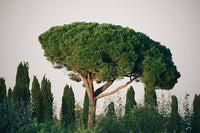 Ausgewachsener italienischer Zirbenbaum Samen für einfaches Anpflanzen