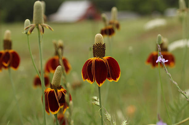 Prairie Blumensamen zur Aussaat pflegeleicht Traditionssorte & ohne Gentechnik Samen Hausgarten