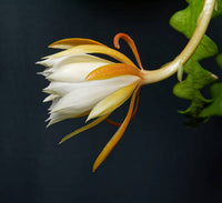 Epiphyllum Anguligar Blumensamen zur Aussaat sonnenliebend Traditionssorte & ohne Gentechnik Samen Hausgarten