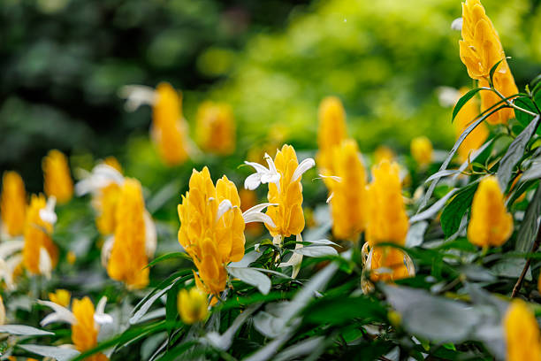 Weiß Gelb Pachystachys Blumensamen zur Aussaat duftend Blüten Traditionssorte & ohne Gentechnik Samen Hausgarten