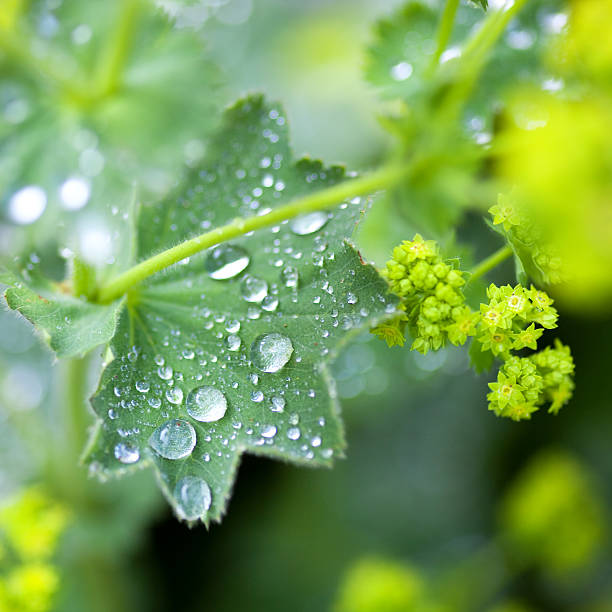 alchemilla mollis ladys mantle samen für pflanzung