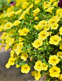 Gelb Calibrachoa Blumensamen zur Aussaat Garten beliebt Traditionssorte & ohne Gentechnik Samen Hausgarten