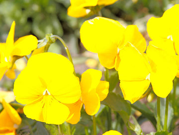 Gelb Springkraut Blumensamen – robust Sorte Traditionssorte & ohne Gentechnik Samen Hausgarten