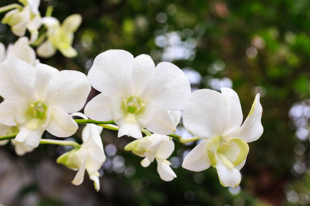 Schmetterlingsorchidee Orchids Blumensamen zur Aussaat saisonal Dauerblüher Traditionssorte & ohne Gentechnik Samen Hausgarten