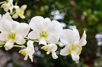 Schmetterlingsorchidee Orchids Blumensamen zur Aussaat saisonal Dauerblüher Traditionssorte & ohne Gentechnik Samen Hausgarten