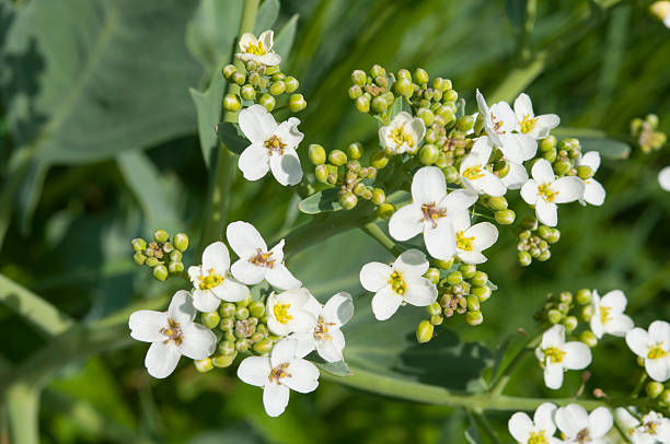 Seakale Blumensamen zur Aussaat – pflegeleicht – Traditionssorte & ohne Gentechnik Samen Hausgarten