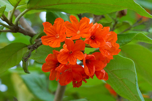 Orange Cordia Sebestena Blumensamen zur Aussaat – lang Blüte Saison – Traditionssorte & ohne Gentechnik Samen Hausgarten