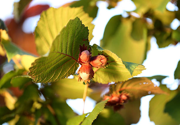 Haselnuss Baum Samen für einfaches Anpflanzen