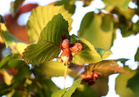 Haselnuss Baum Samen für einfaches Anpflanzen